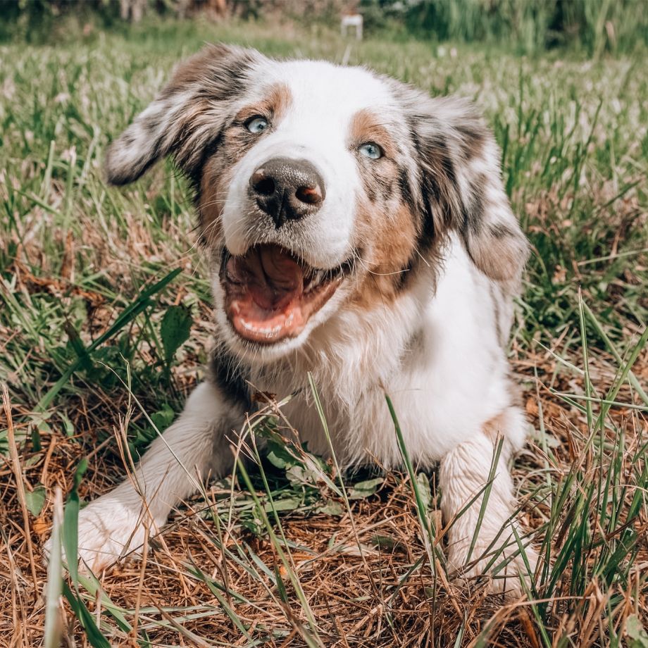 The Surprising Benefits Of CBD For Dogs: What You Need To Know